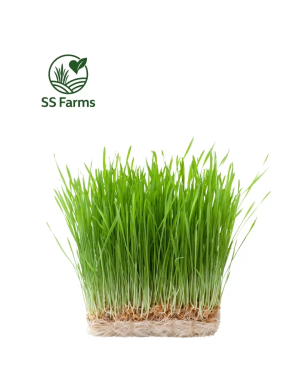 wheatgrass 1