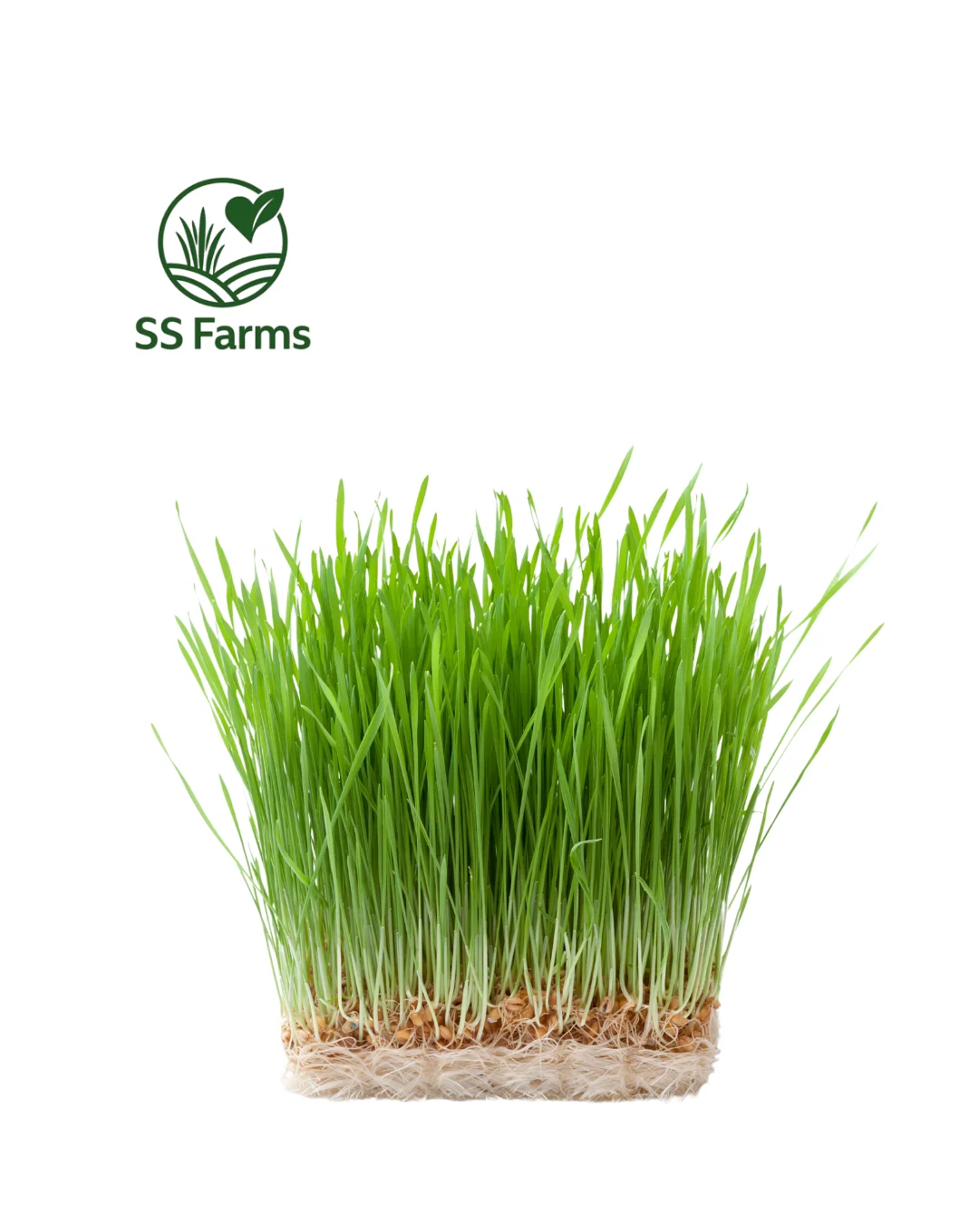 wheatgrass 1