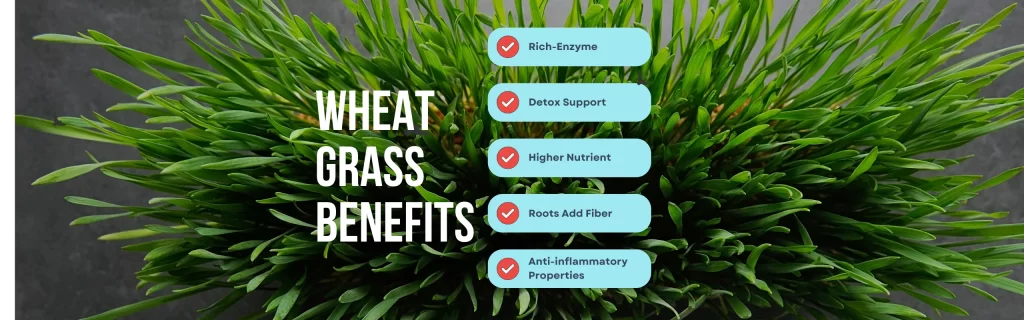 Benefits of Wheat Grass