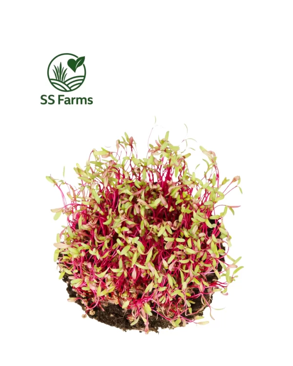 beetroot sprouts