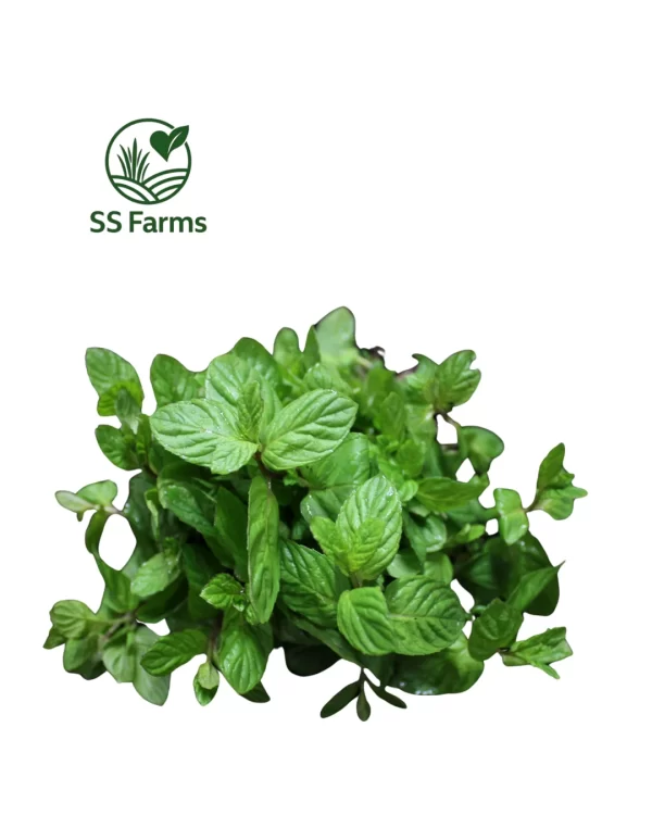 Mint leaves