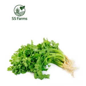 coriander image