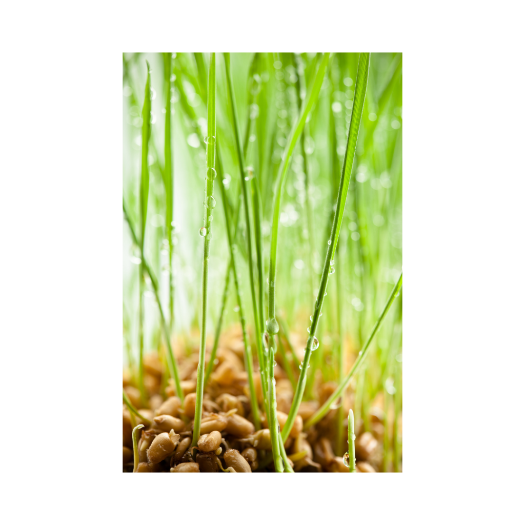 Health benefits of wheatgrass daily