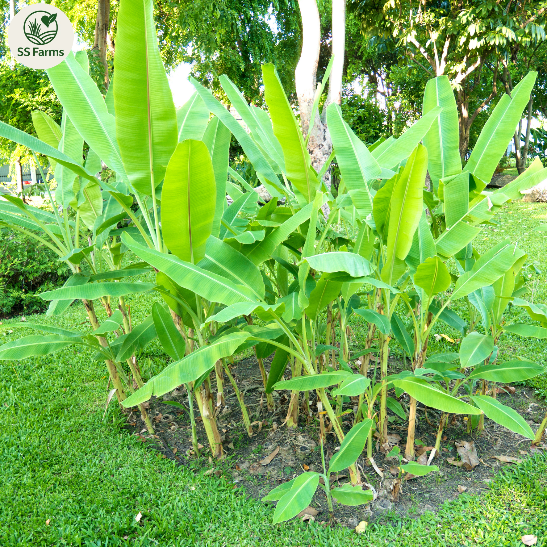 Aratipilakalu