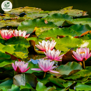 Lotus