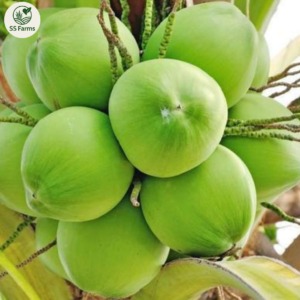 Coconut