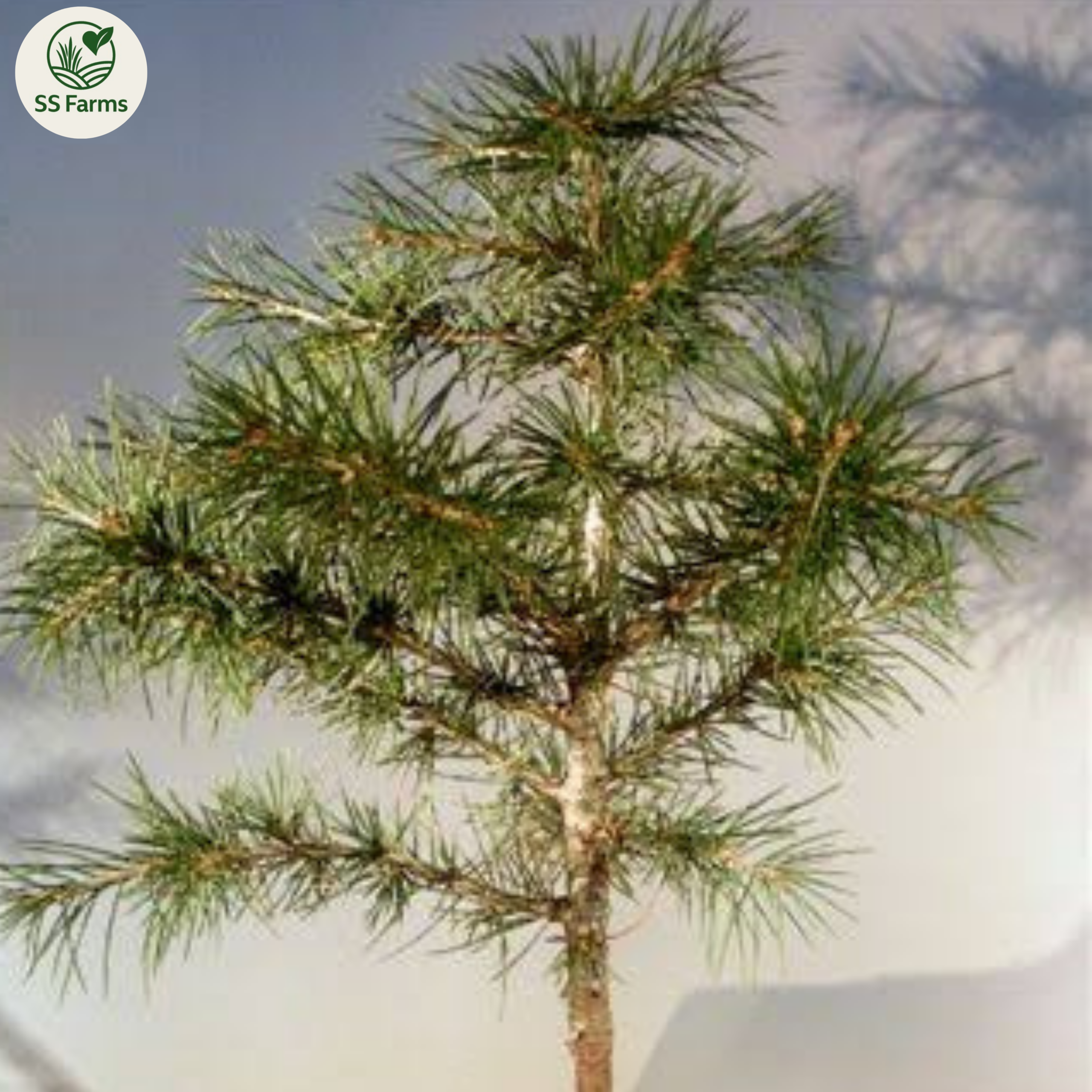 Devadaru Plant