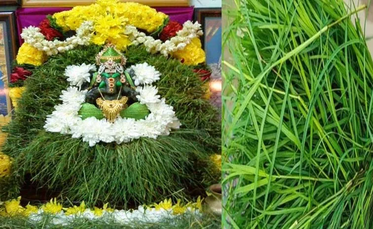 Fresh green Garika Durva grass for Ganesh Puja