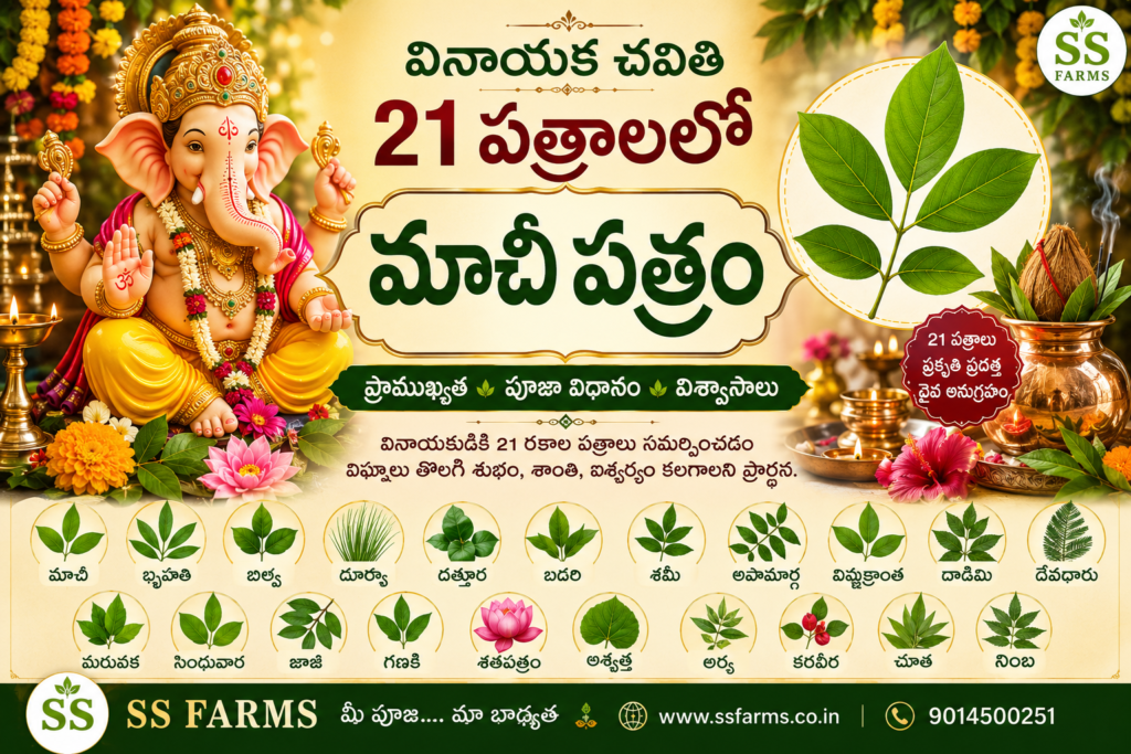 వినాయక చవితి 21 పత్రాలలో మాచీ పత్రం – గణపతి పూజలో మాచీ పత్రం ప్రాముఖ్యత