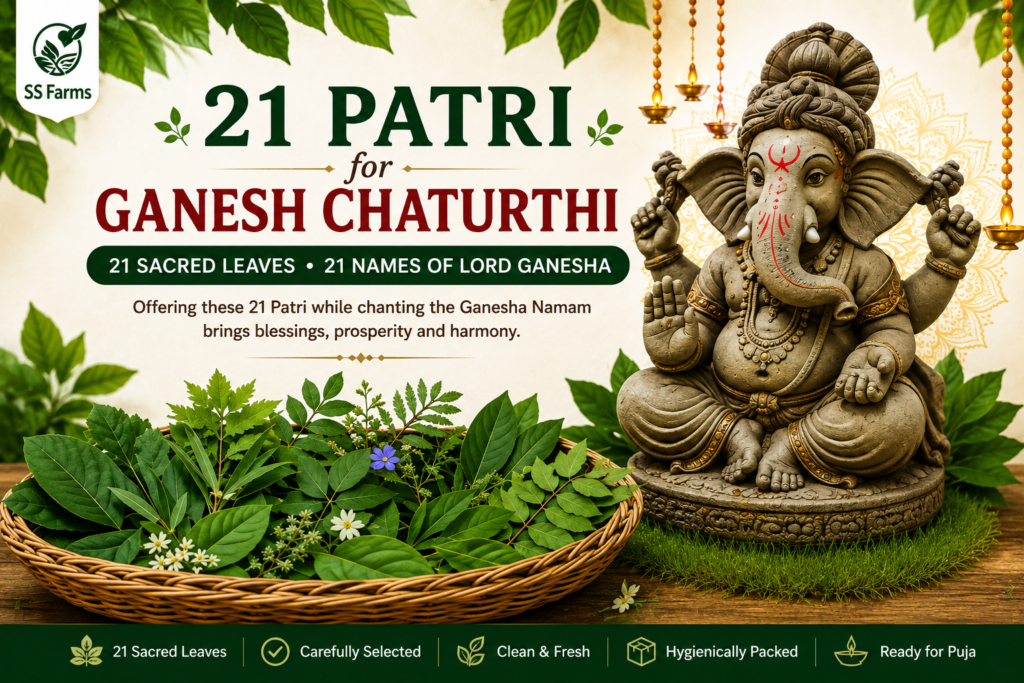 21 Patri for Ganesh Chaturthi with 21 sacred leaves including Machi, Brihati, Bilva, Durva, Datura, Badari, Apamarga, Tulasi, Mango, Karavira, Vishnukranta, Dadimi, Devadaru, Maruvaka, Sindhuvara, Jaji, Gandhari, Shami, Ashvattha, Arjuna and Arka
