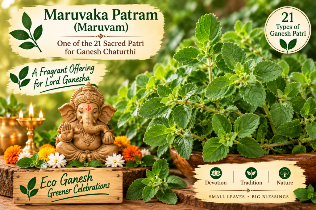 Maruvaka Patram or Maruvam leaves used as a traditional offering during Ganesh Chaturthi 21 Patri Puja.