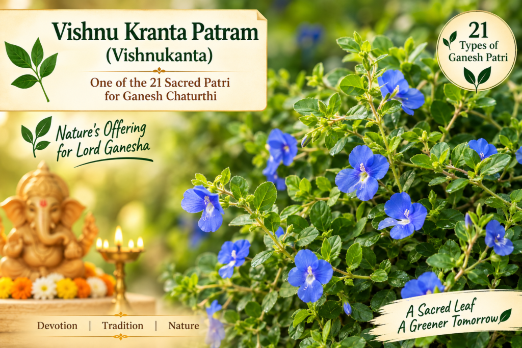 Vishnu Kranta Patram or Vishnukanta leaves with blue flowers for Ganesh Chaturthi Puja, one of the traditional 21 Ganesh Patri offerings.