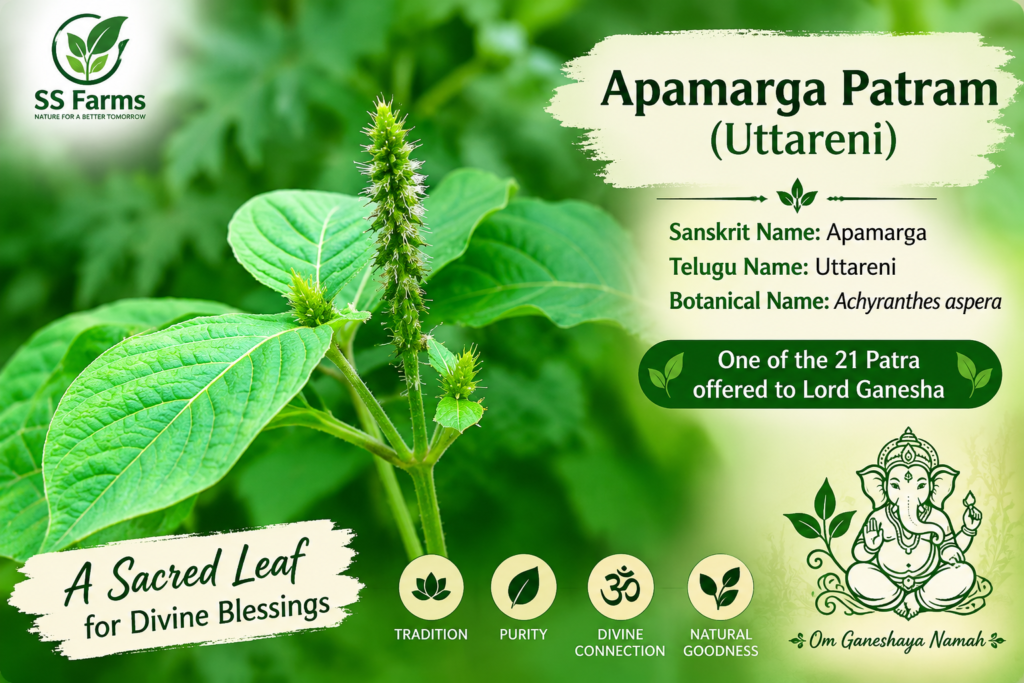 Apamarga Patram (Uttareni) leaf – one of the 21 sacred leaves offered to Lord Ganesha during Ganesh Chaturthi Puja.