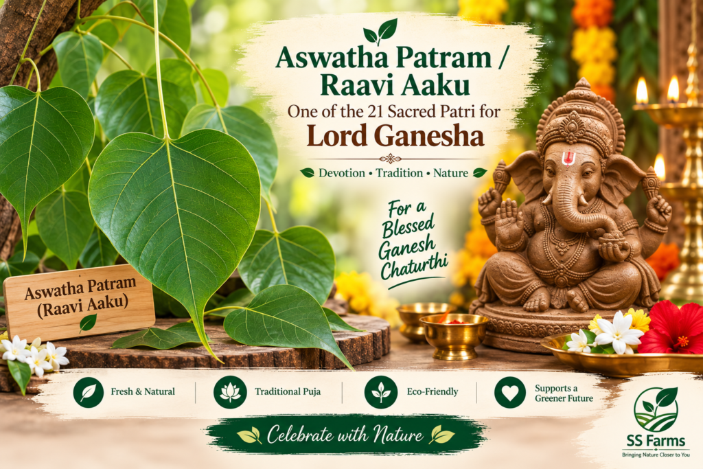 Aswatha Patram or Raavi Aaku leaves for Ganesh Chaturthi 21 Patri Puja