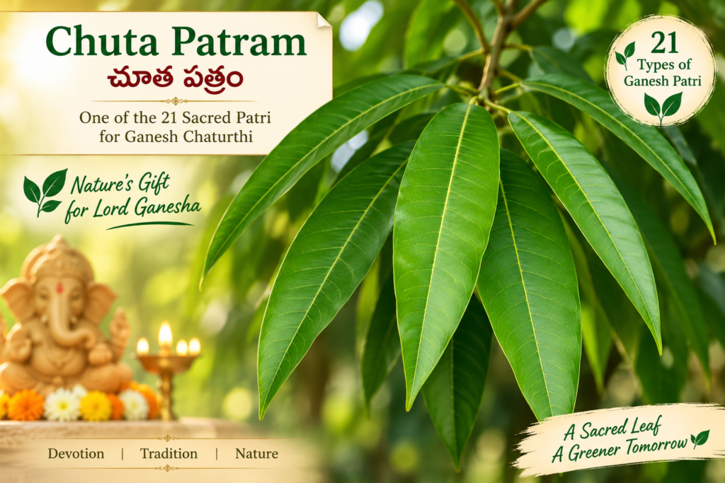 Chuta Patram mango leaves for Ganesh Chaturthi Puja, one of the 21 traditional Ganesh Patri offerings.