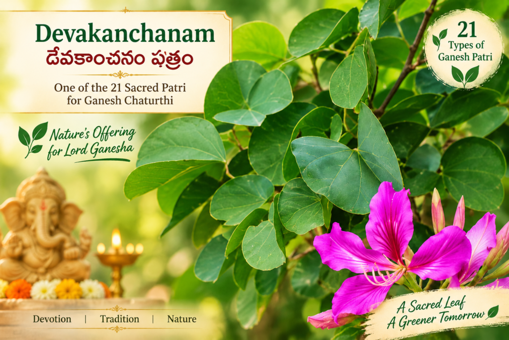 Devakanchanam Patri, one of the traditional 21 Ganesh Chaturthi Patri leaves, shown with green leaves and vibrant pink flowers. The image highlights its role as a natural offering to Lord Ganesha during Ganesh Puja.
