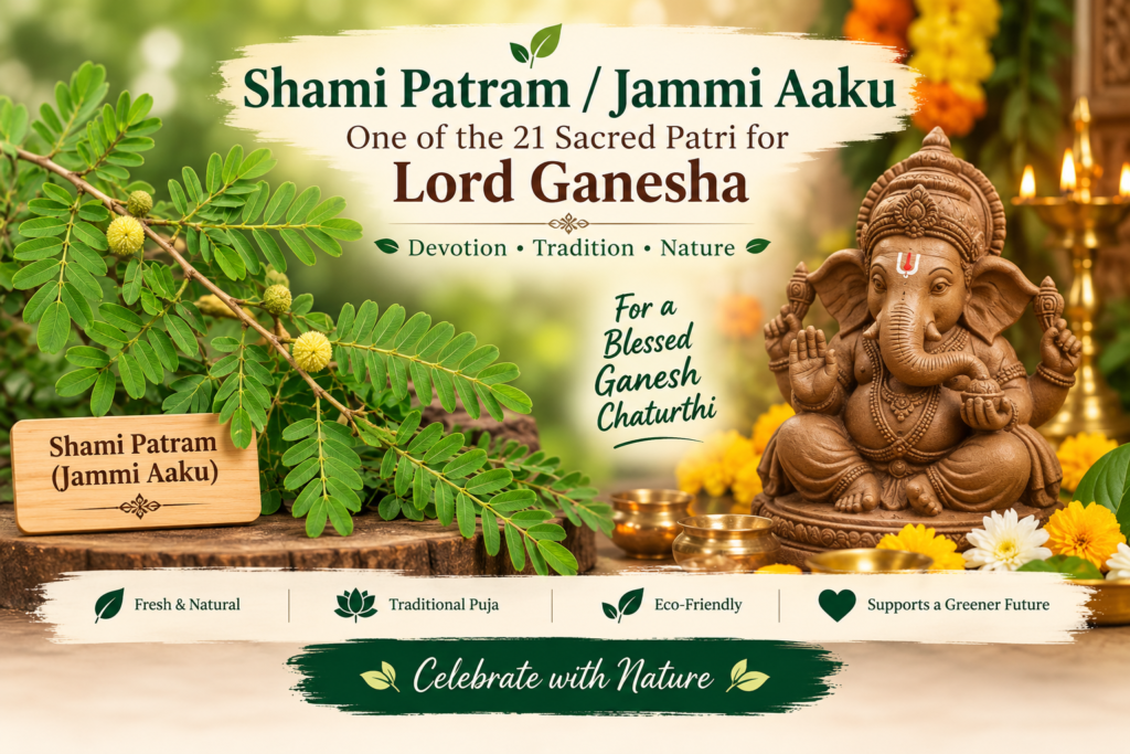 Shami Patram or Jammi Aaku leaves for Ganesh Chaturthi 21 Patri Puja