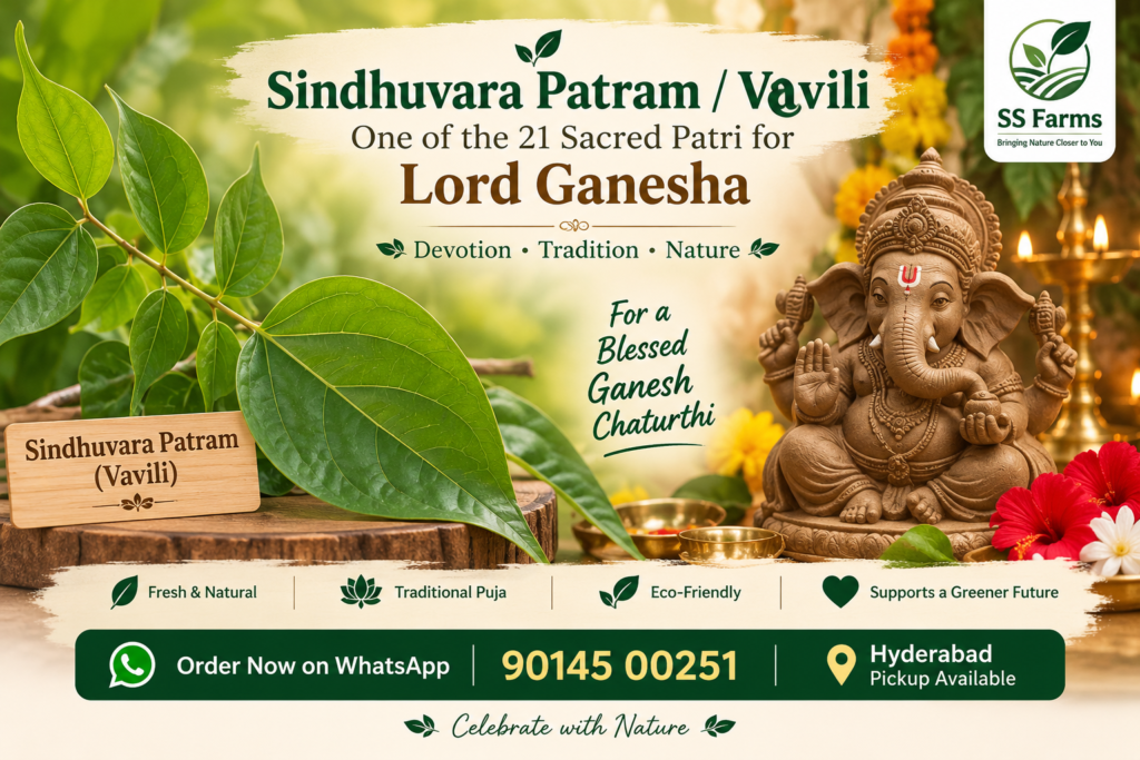 Sindhuvara Patram or Vavili leaves for Ganesh Chaturthi 21 Patri Puja